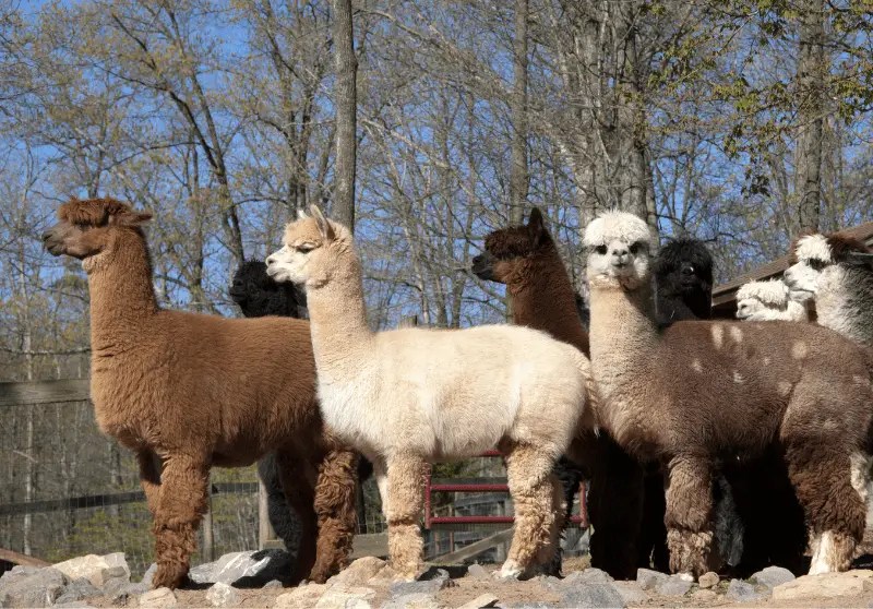 Are Alpacas Dangerous? Alpaca Aggressive Behavior Guide Savvy Farm Life