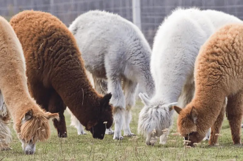 What Alpacas Are Good for Alpaca Uses and Benefits Savvy Farm Life