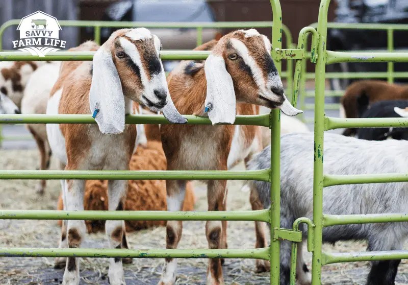 Best Types of Fencing For Goats Goat Care Guide Savvy Farm Life