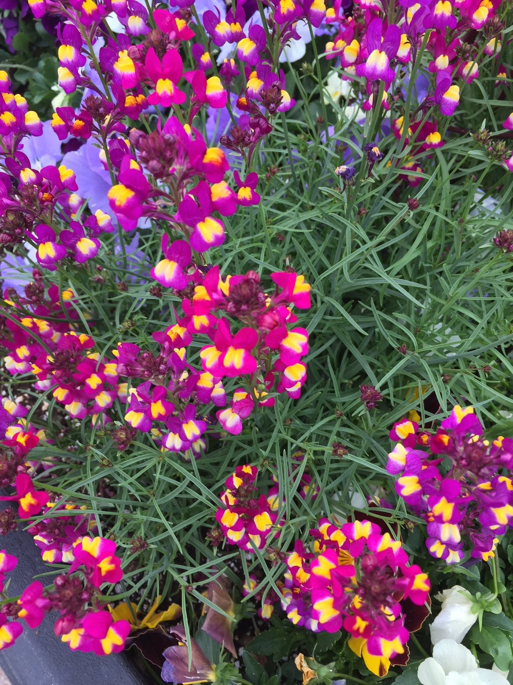 My 4 vegetable garden How to grow food for less