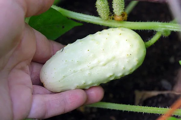 unusual-cucumbers