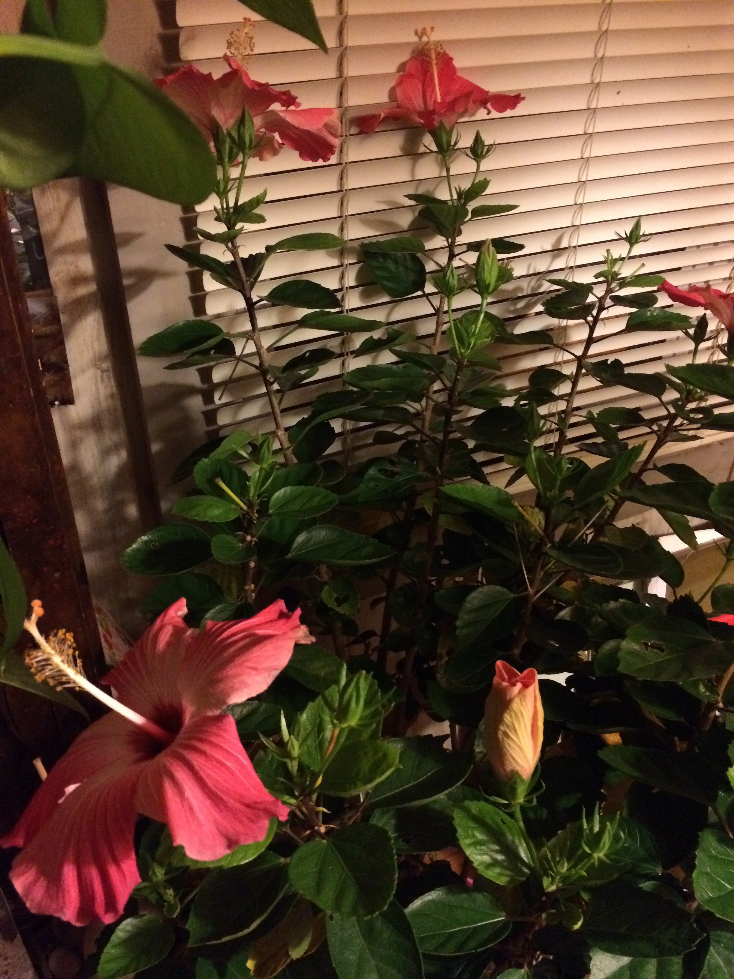 Overwintering hibiscus plants as houseplants
