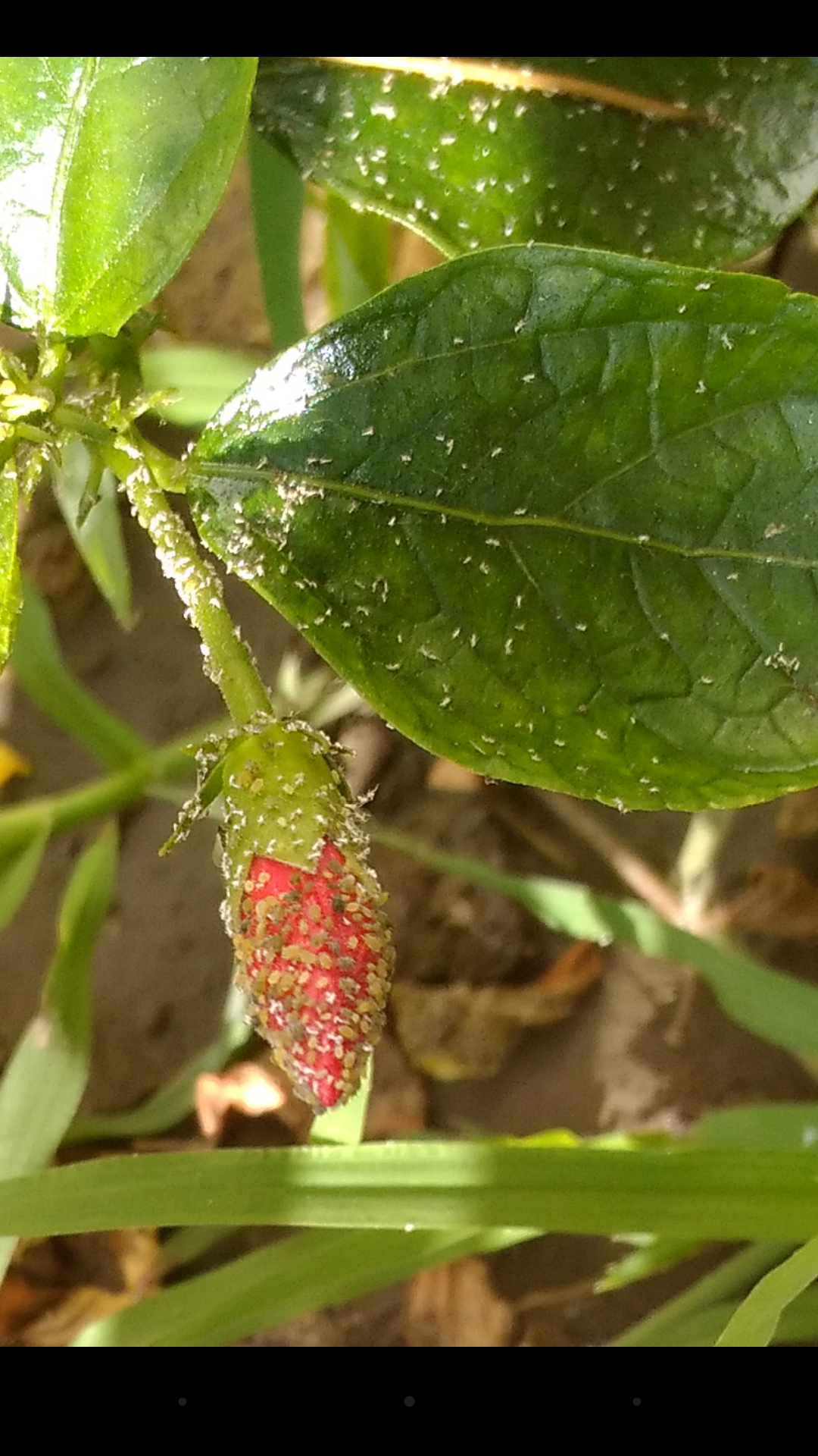 Types of houseplant bugs Who they are and what to do about them