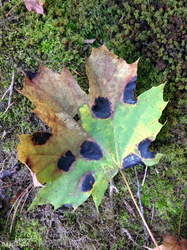 Plant Diseases in the Garden How to Prevent and Control Them