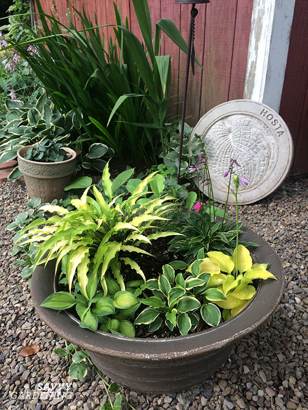 Hosta Plant Care In Pots How to Successfully Grow Hostas in Pots