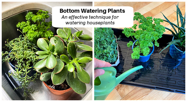Bottom Watering Plants: An Effective Technique for Watering Houseplants