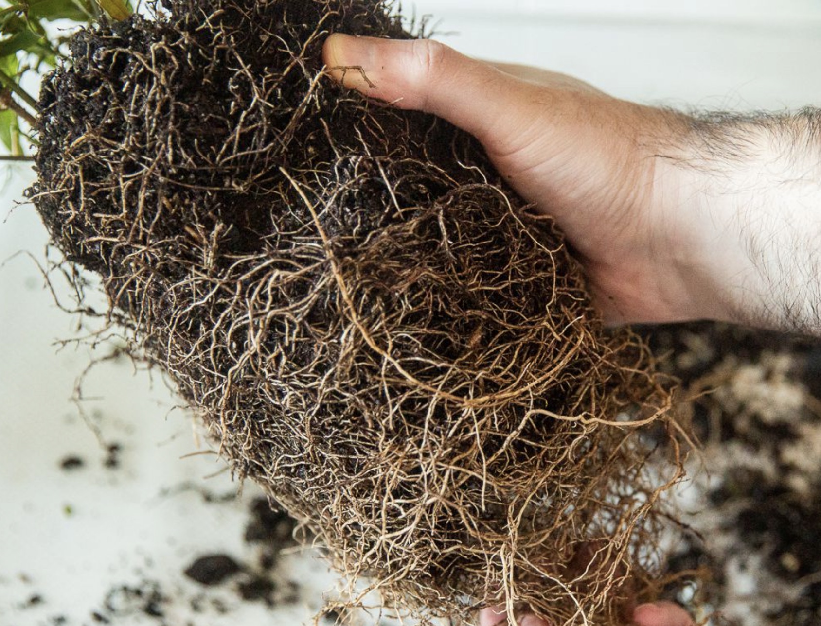 Should You Remove The Mesh Around Plant Roots? A Complete Guide Savvy
