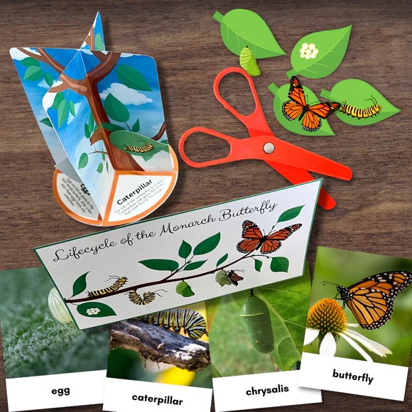 3D BUTTERFLY Life Cycle Model Full Color w/Descriptions & 3Part Pho