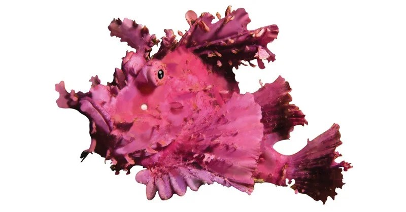 The World of Marine Animals Sawan Books