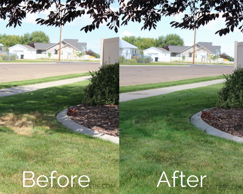 How I Greened up my Lawn with Grass Paint Sawdust Sisters