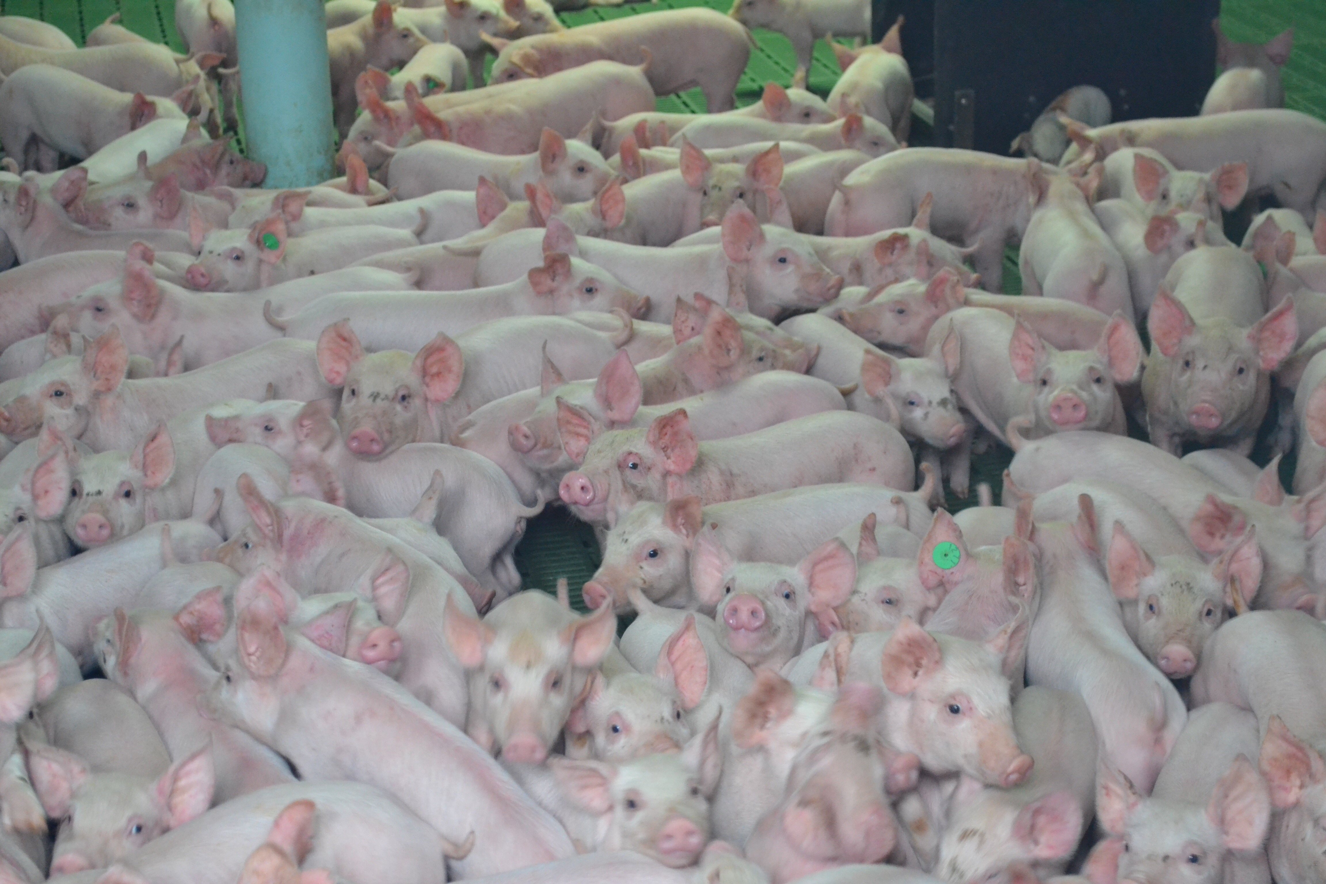 Day 5 Pigs New Zealand 2016