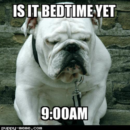 25 Best Sleepy Memes