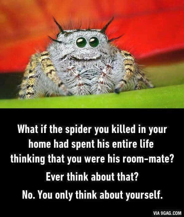 15 Adorable Spider Memes That Will Make Us Laugh The Fear Away