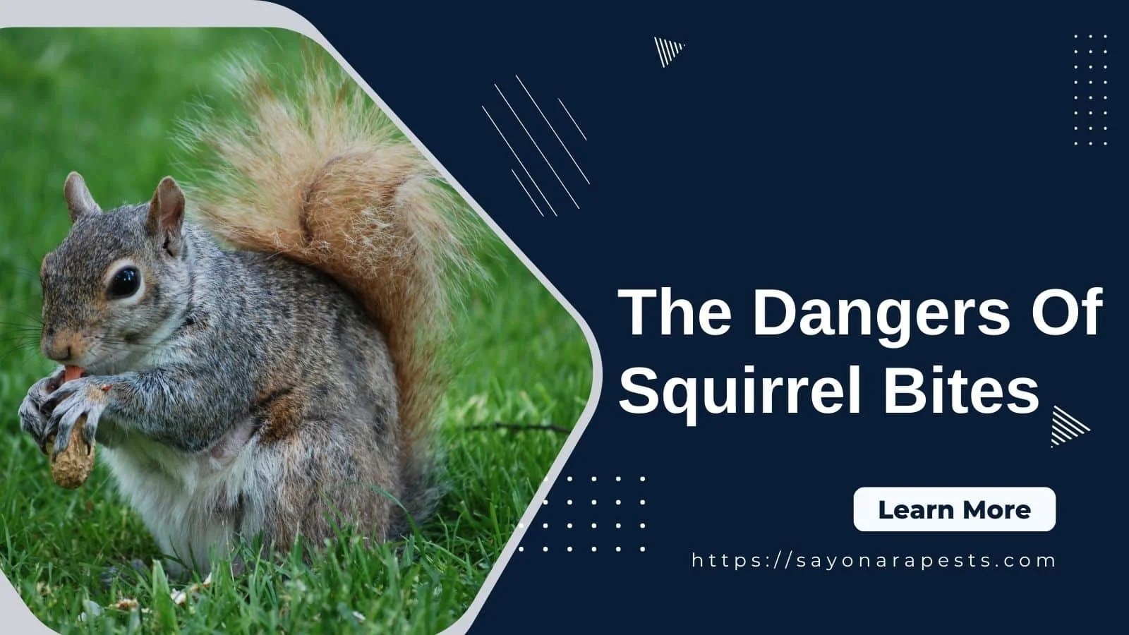 The Dangers Of Squirrel Bites Diseases, Rabies, Prevention And Cure