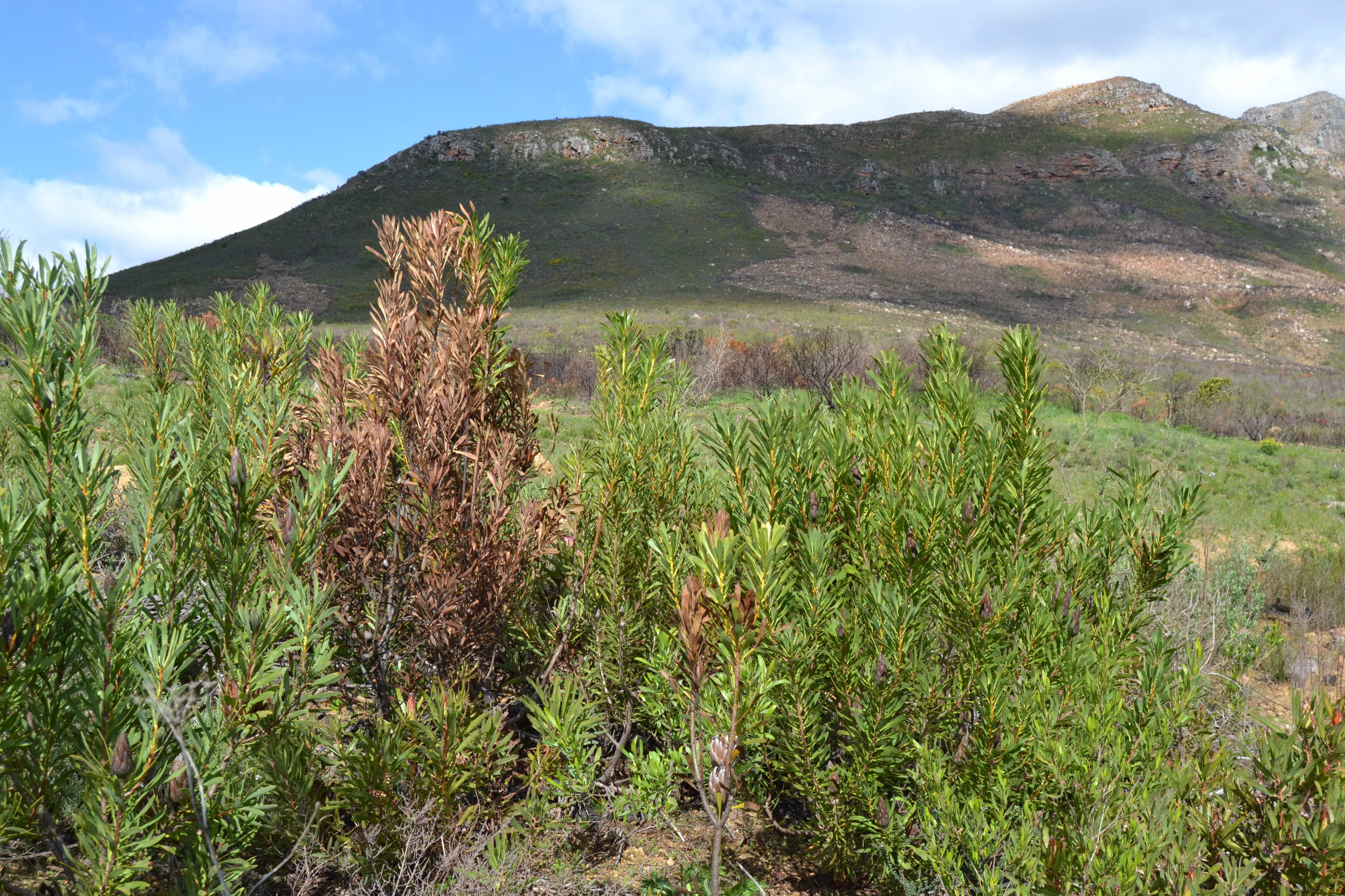 Protecting the Fynbos Biome South Africa’s greatest