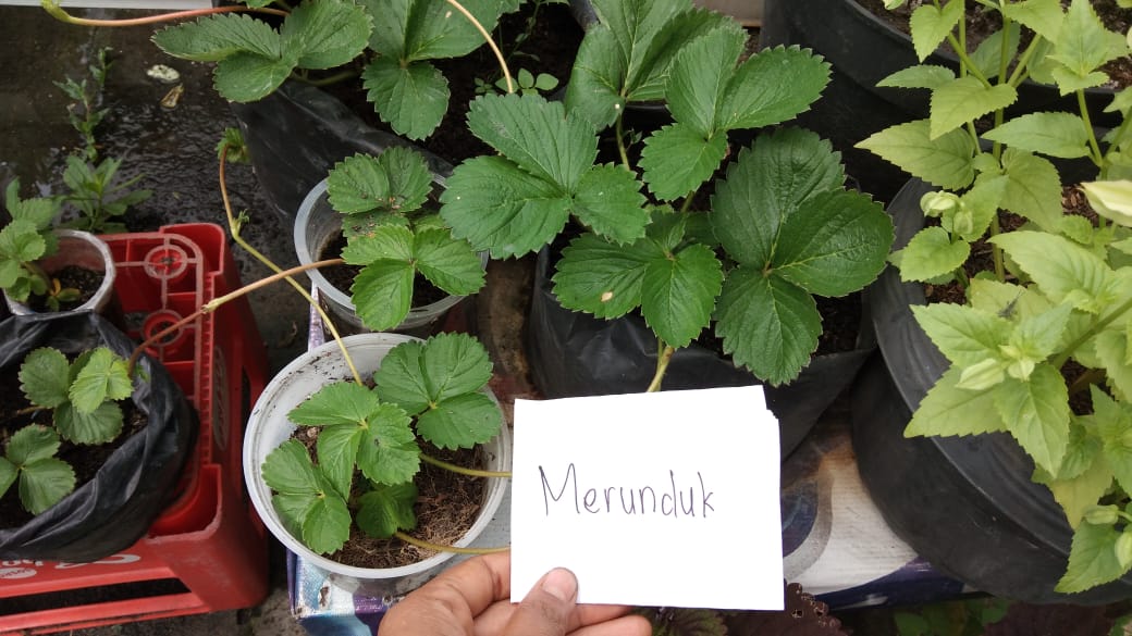 Merunduk Contohnya