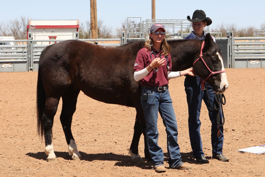 Take a Tour of Southern Arizona Equine Veterinarians in Sierra Vista