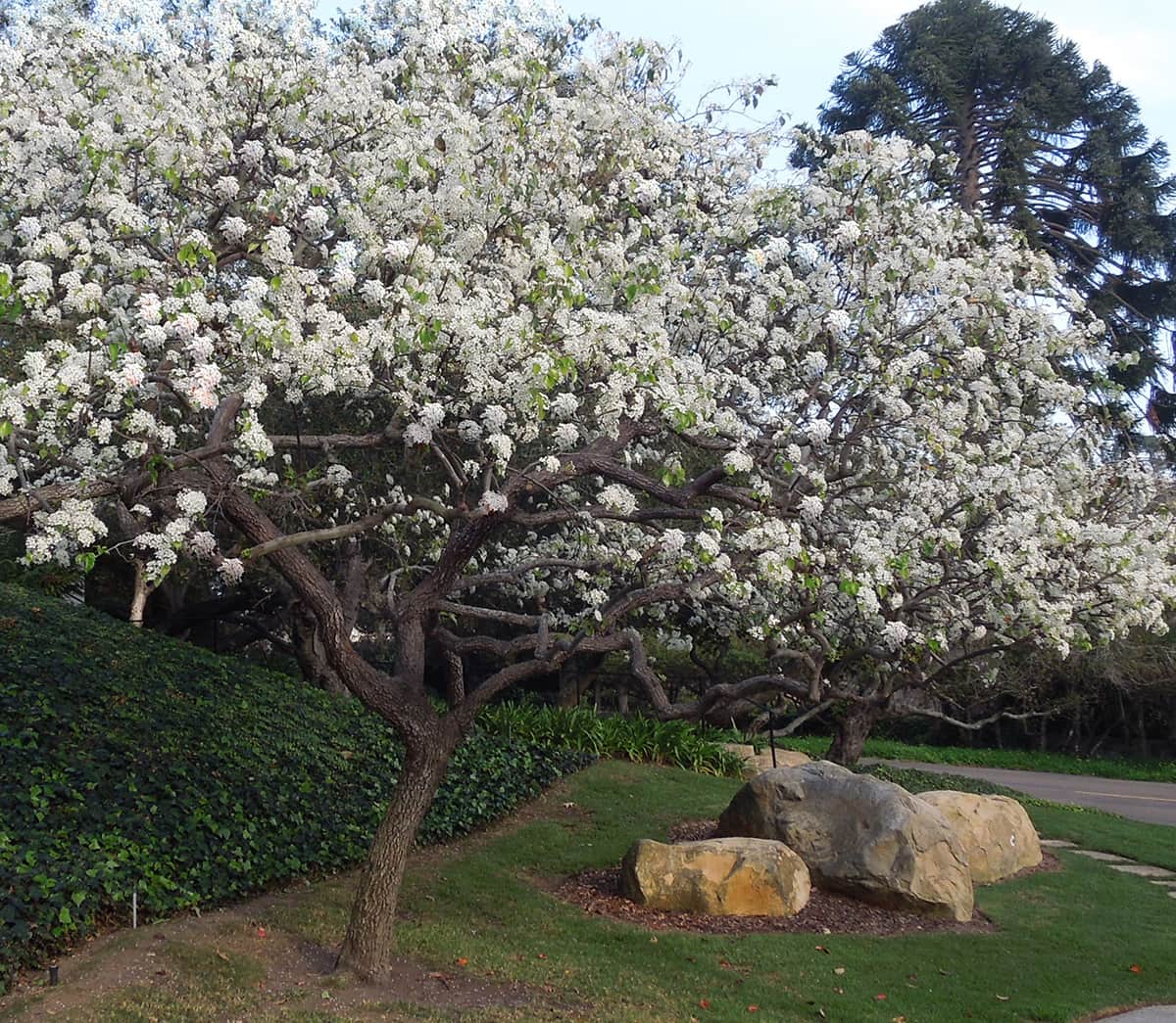 The Evergreen Pear Santa Barbara Beautiful