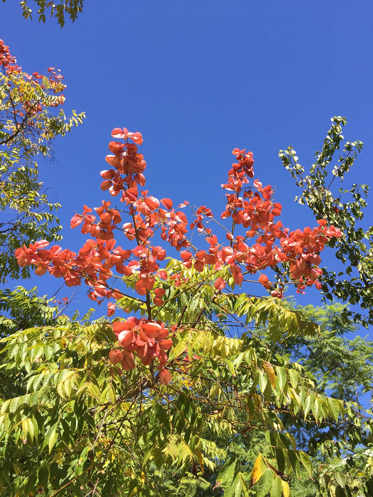 Chinese Lantern Tree Santa Barbara Beautiful