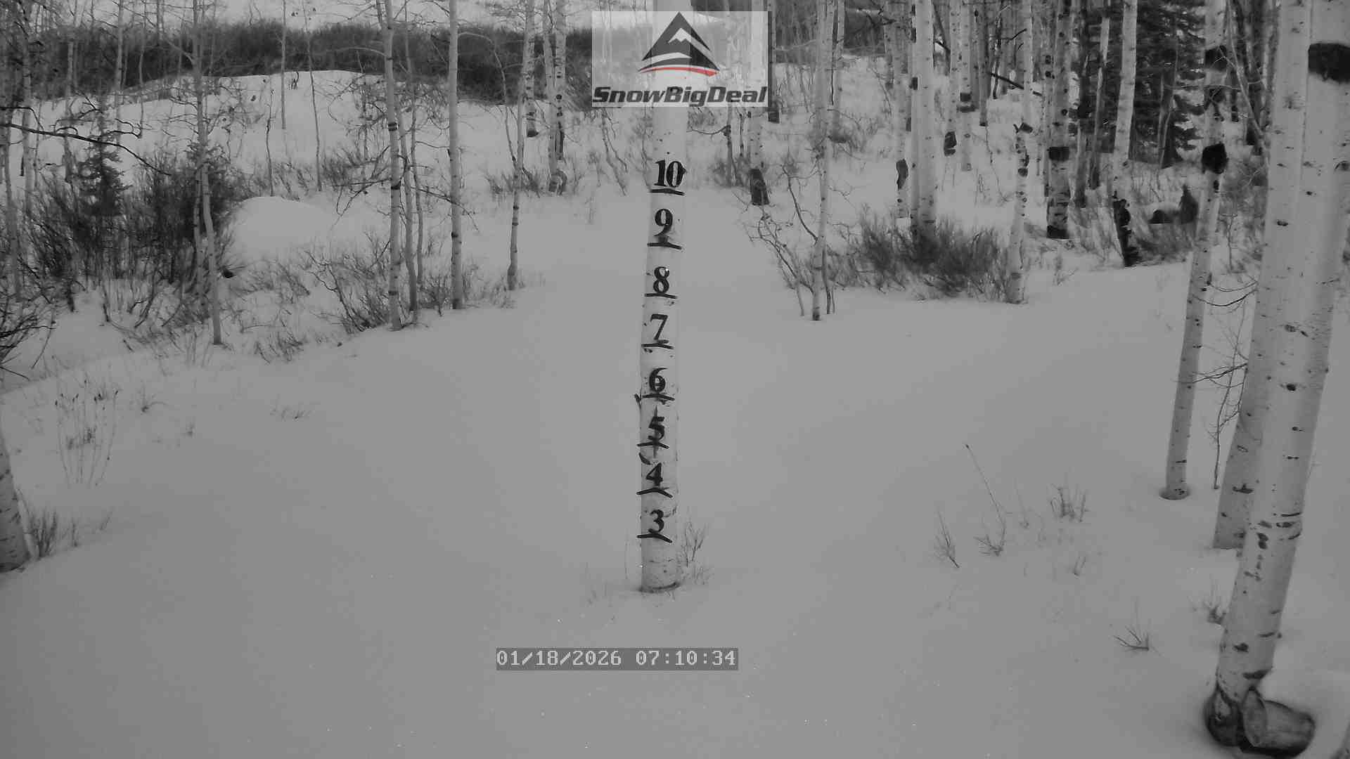 SnowBigDeal Snow Tree at Fairview Lakes