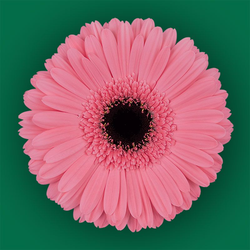 Wholesale Flowers Calgary Alberta at Verna Dunston blog