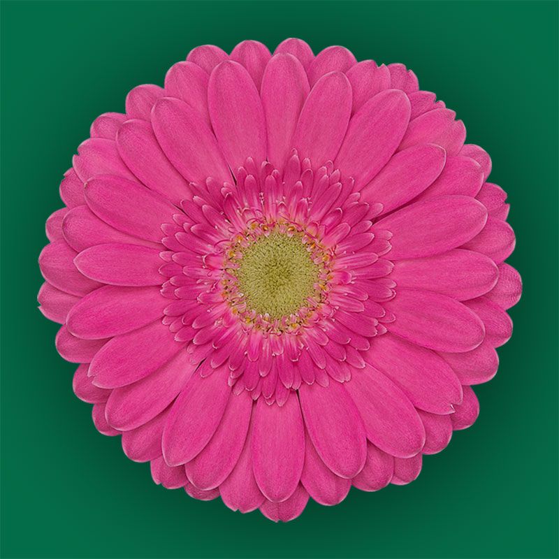 Wholesale Flowers Calgary Alberta at Verna Dunston blog