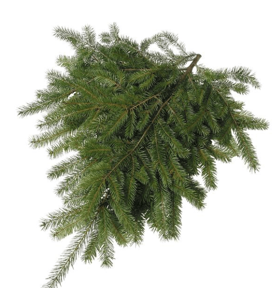 Wholesale Flowers Calgary Alberta at Verna Dunston blog