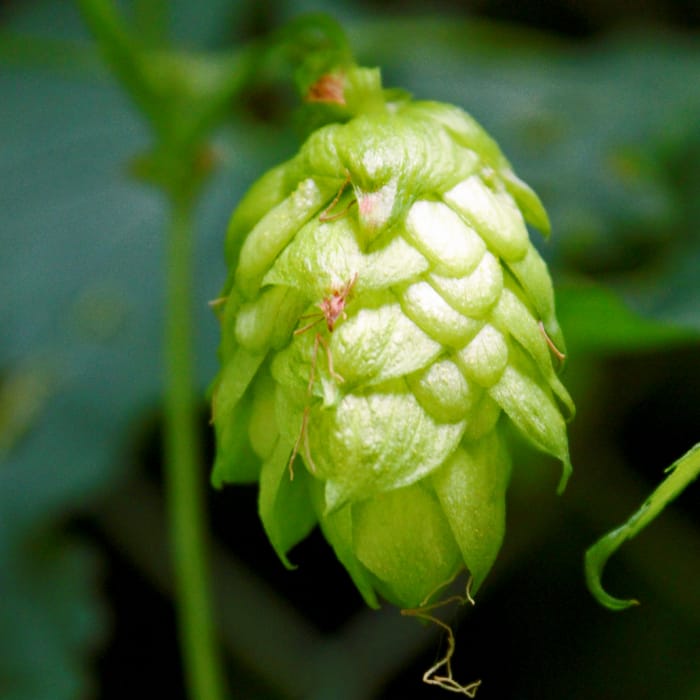 Motueka™ hop bloemen 5 kg Selected Brewing Ingredients