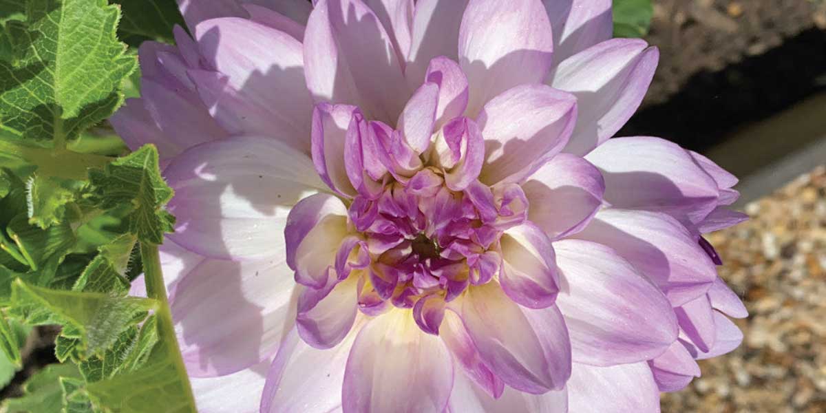 Growing DAHLIAS in Louisiana SB Magazine