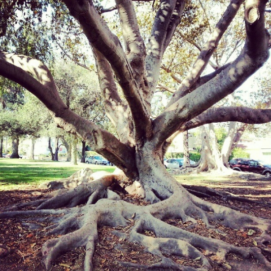 Christmas Trees Santa Barbara Trees of Santa Barbara Santa Barbara Restaurants, Hotels, Activities