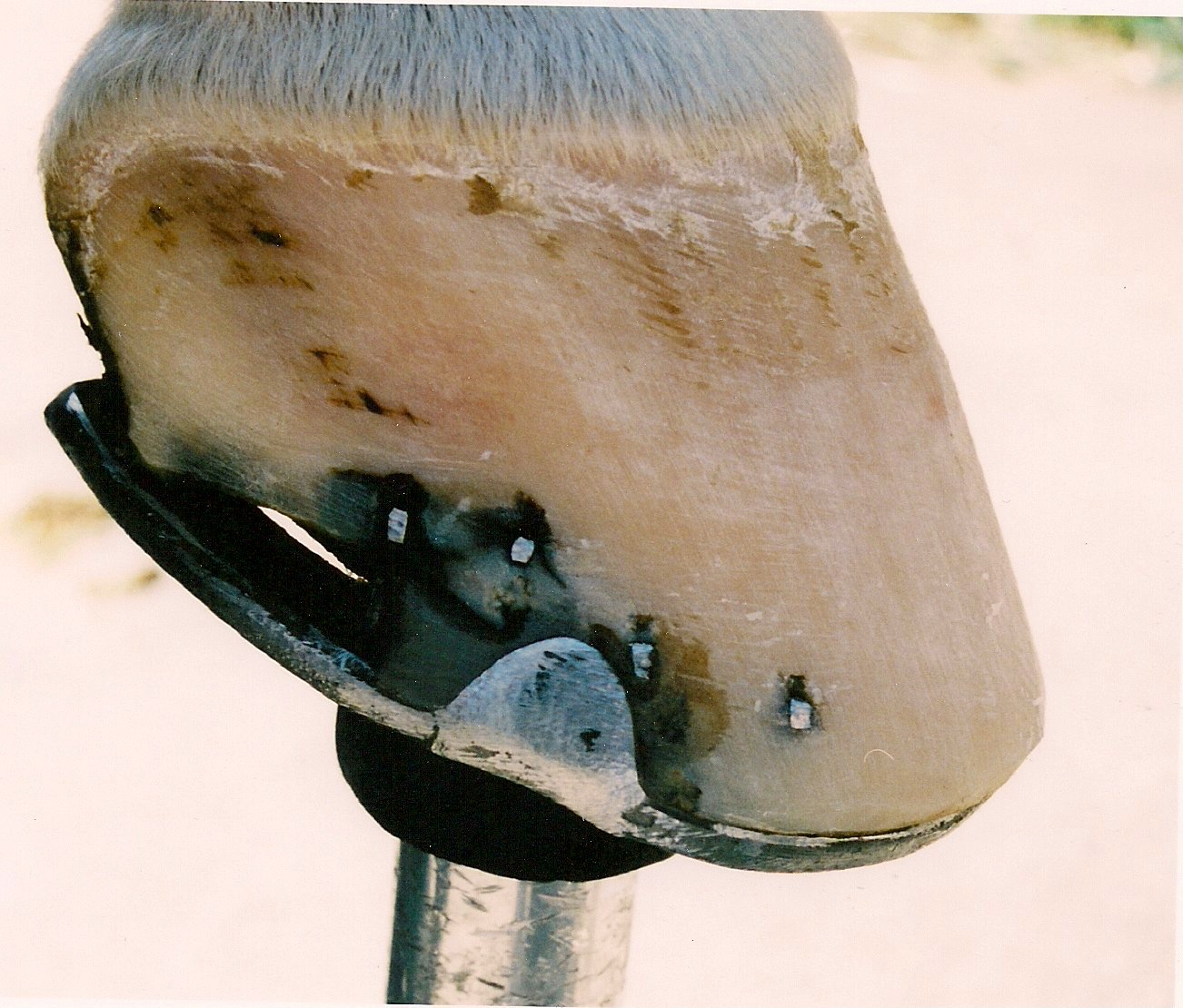 SBS Crack Filler Kit II Repairs Cracked Hooves & Gouges in Minutes