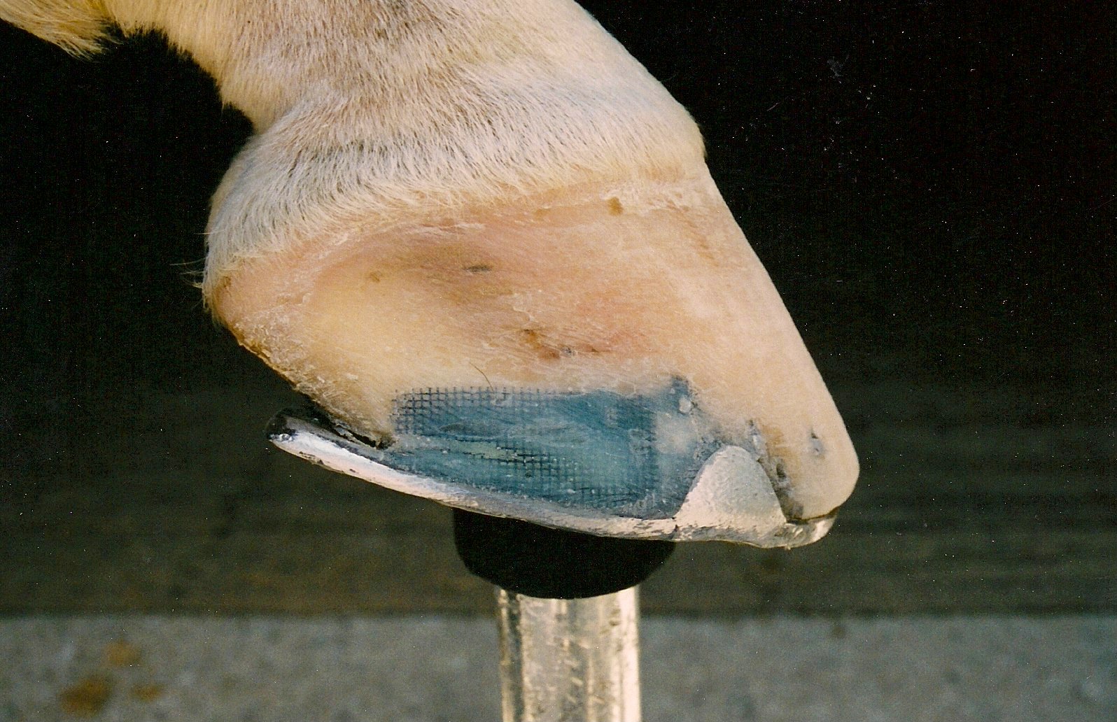 SBS Crack Filler Kit II Repairs Cracked Hooves & Gouges in Minutes