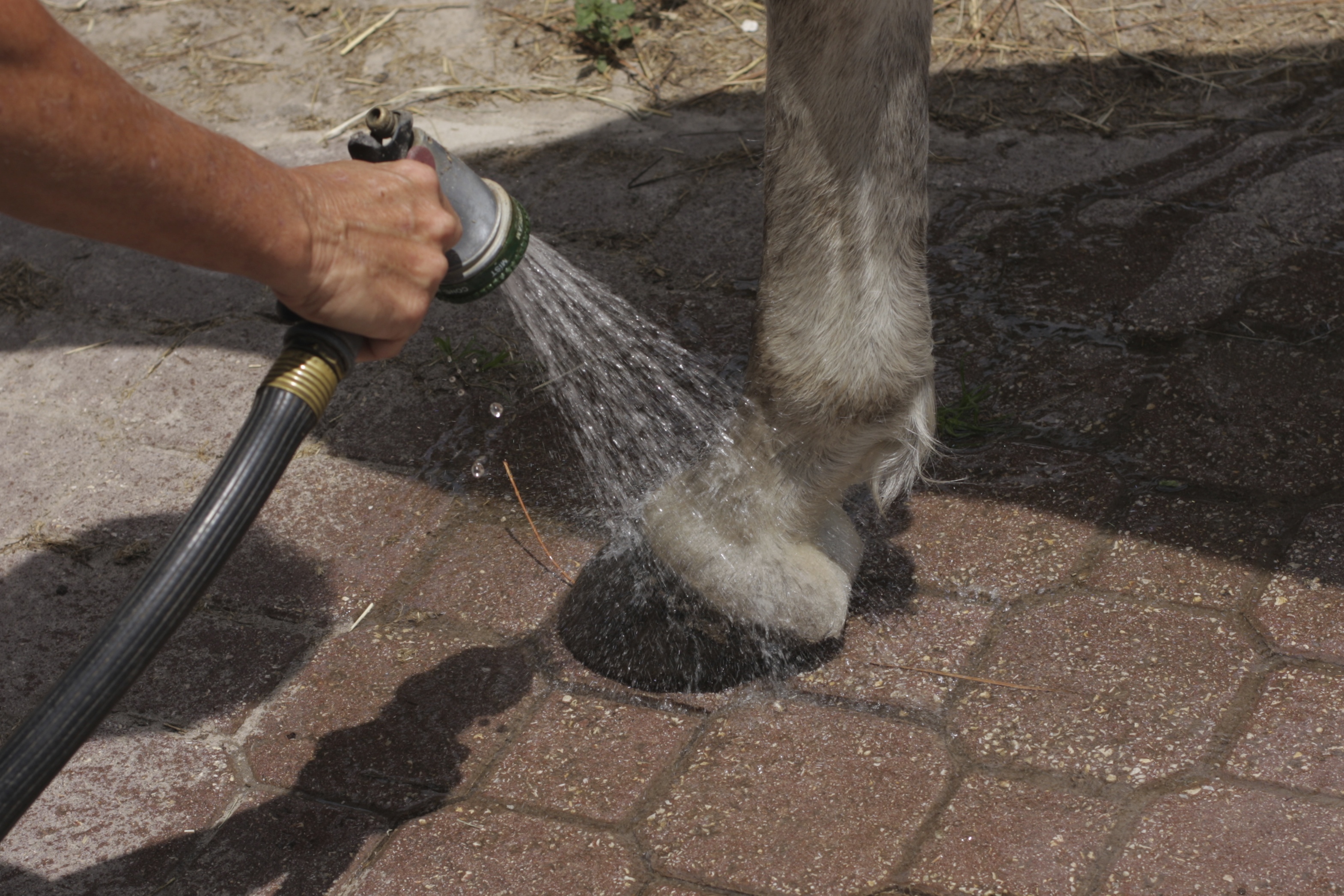 The HorseJournal's Best Treatment for Chronic Thrush in Horses! SBS