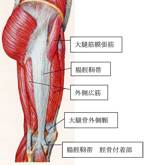 大腿四頭筋を鍛えるメリット5選！ストレッチも紹介！ 大腿筋膜張筋の働きについて | Leaf【リーフ】