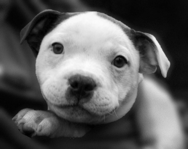 staffy puppies north east