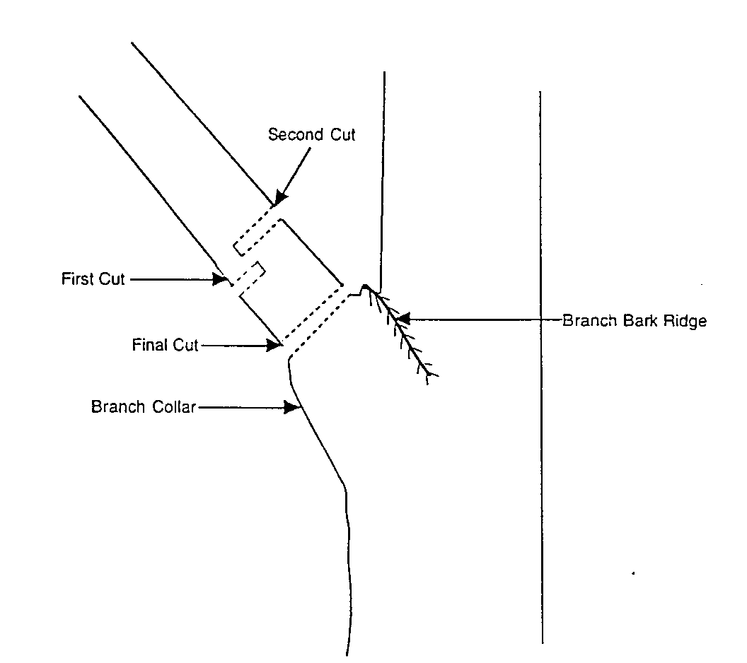 Proper Branch Cuts Arbor Care First Certified Arbor Care Inland