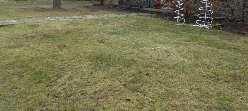 wilmingtonleafcleanup2
