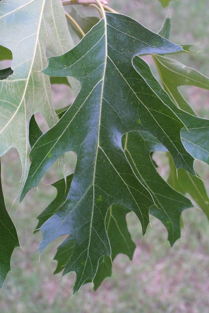 Black Oak SBVPA