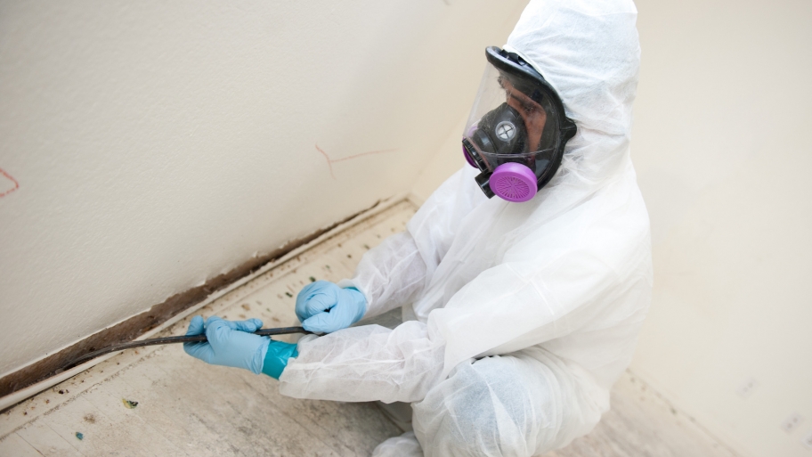Mold Removal Companies How To Get The Best One Sb Work Shop