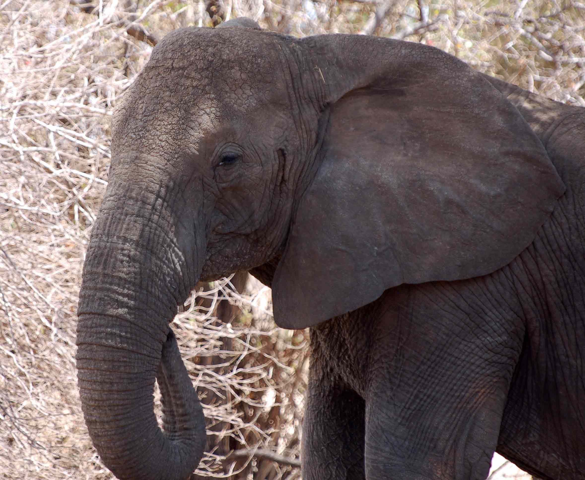 Ivory Poaching in Elephants Is Causing Tusklessness in Elephants