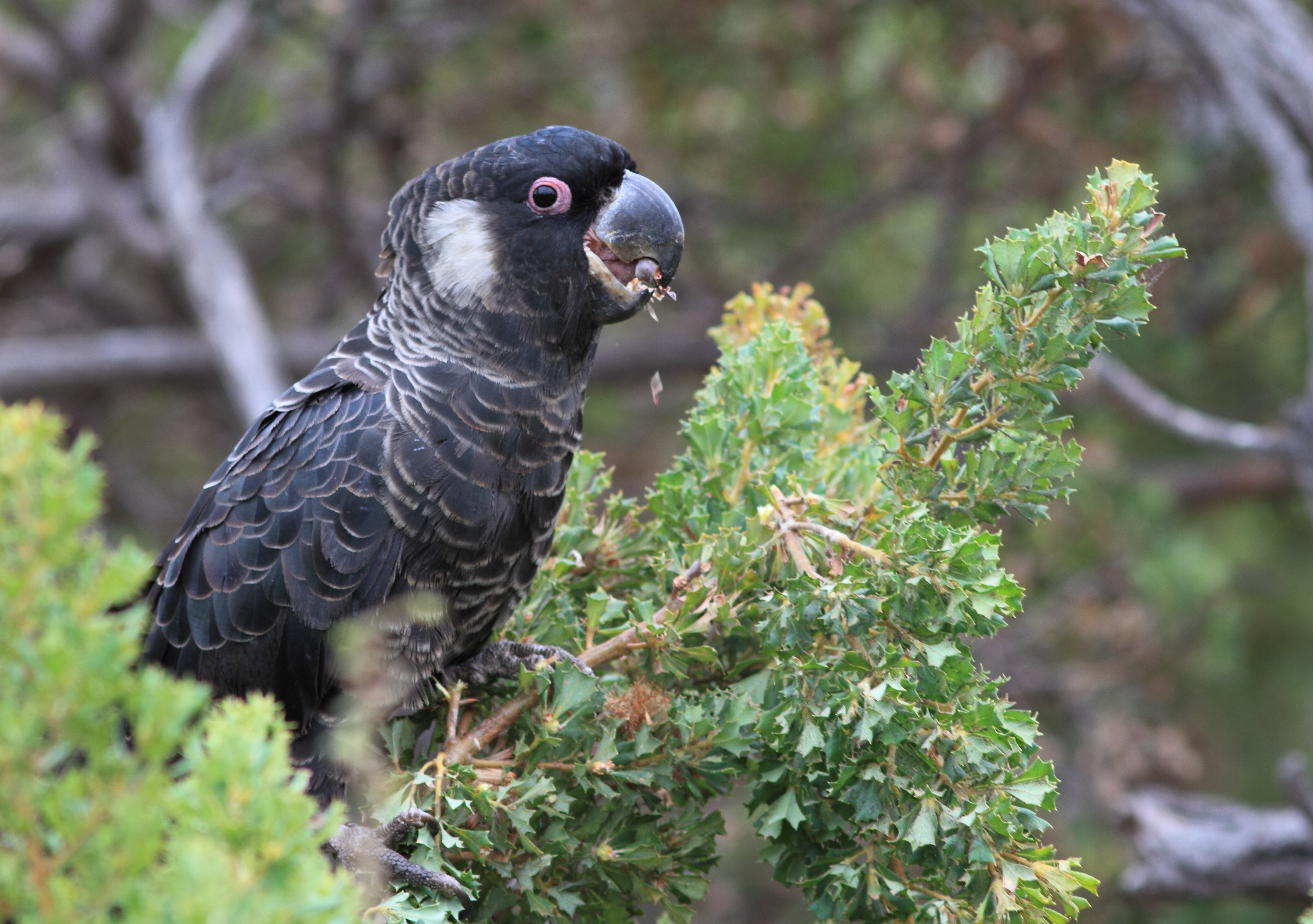 Tickets for Choose for Black Cockatoos in Bibra Lake from Ticketbooth