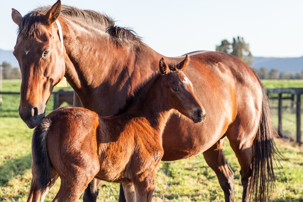 Tickets for New England Equine Breeders Seminar in Tamworth from