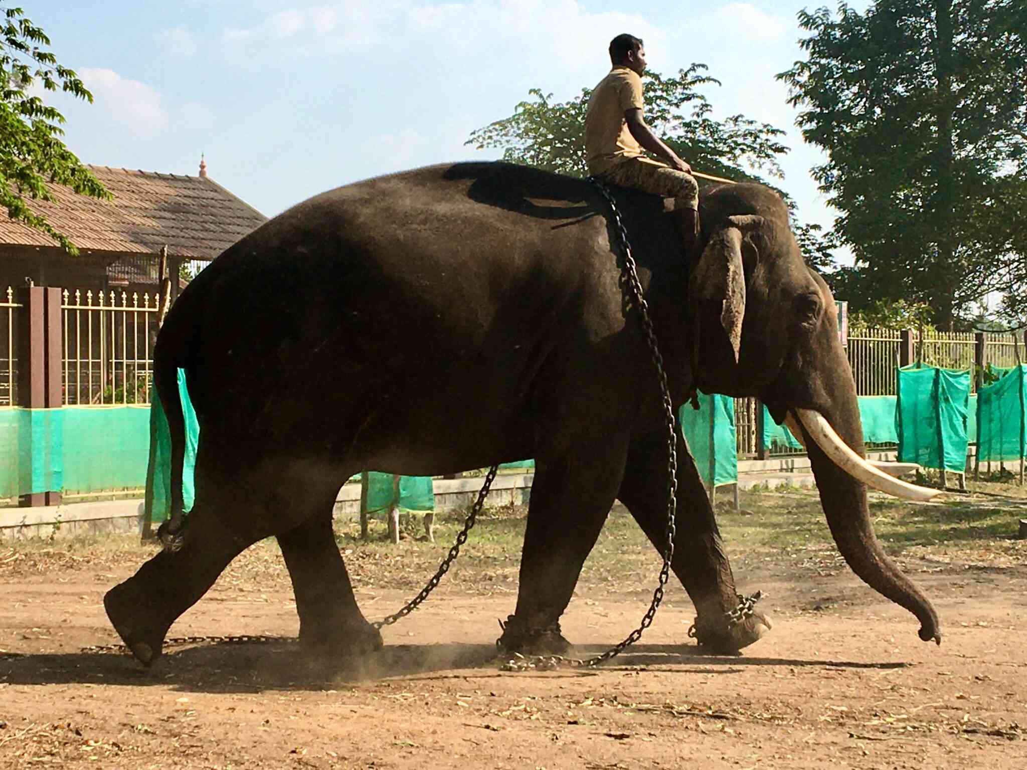 Trumpeting, rumbling, vibrations and more How elephants communicate