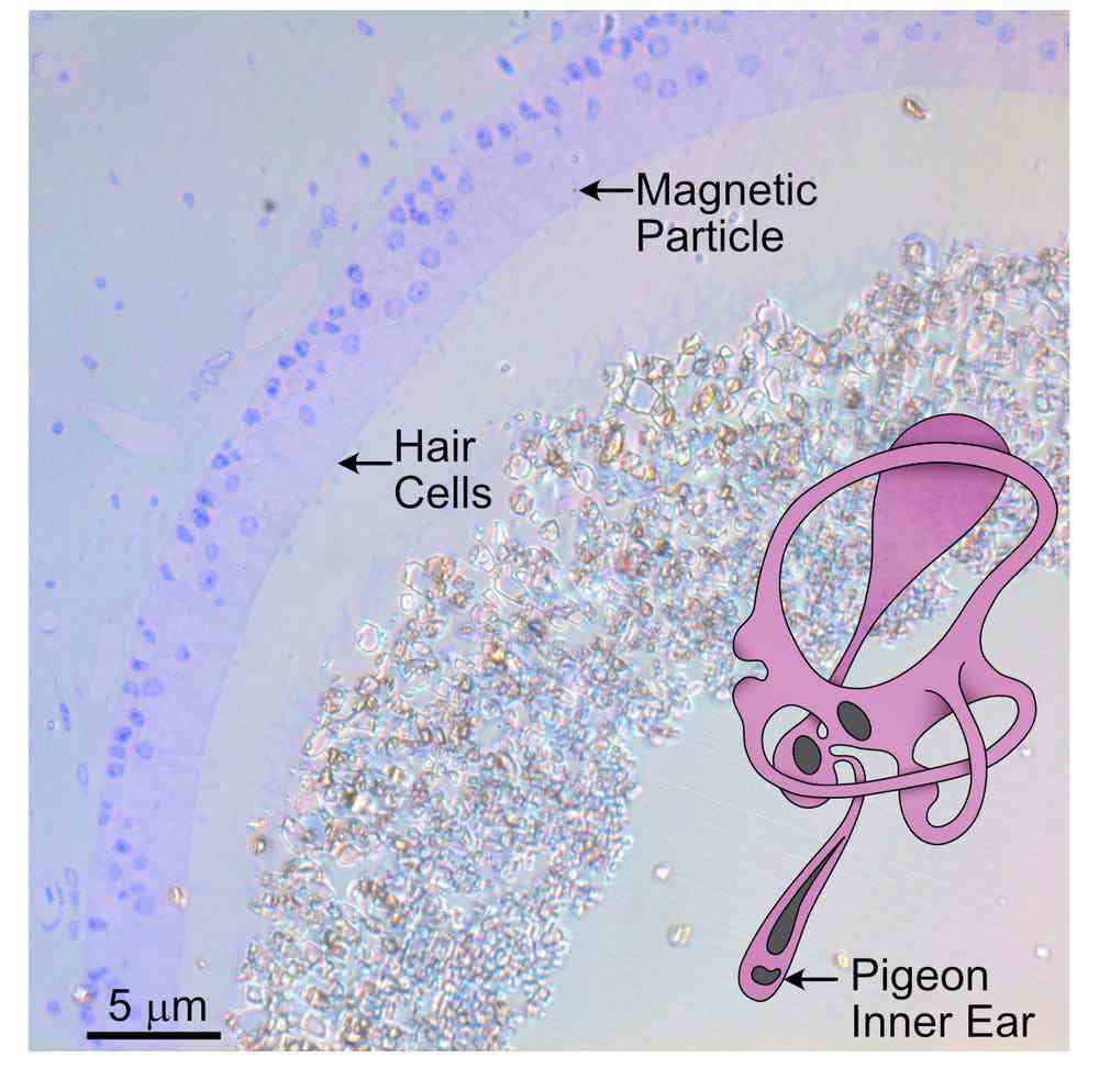 How pigeons navigate complex landscapes to find their way home
