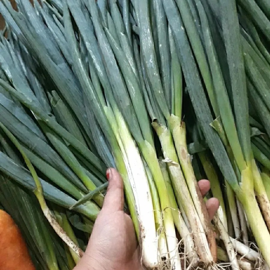 Natural Leeks Indonesian Fresh Vegetables Latest Season Superior