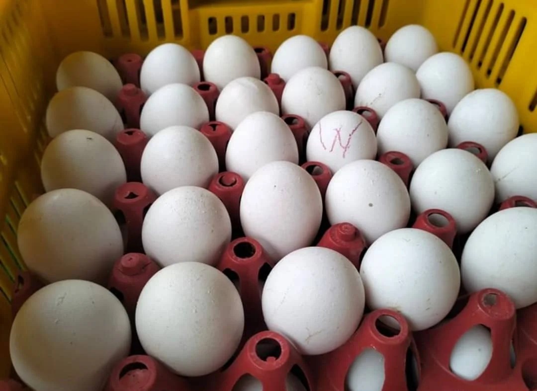 Fresh Chicken Table Eggs Brown And White Shell Chicken Eggs For Sale