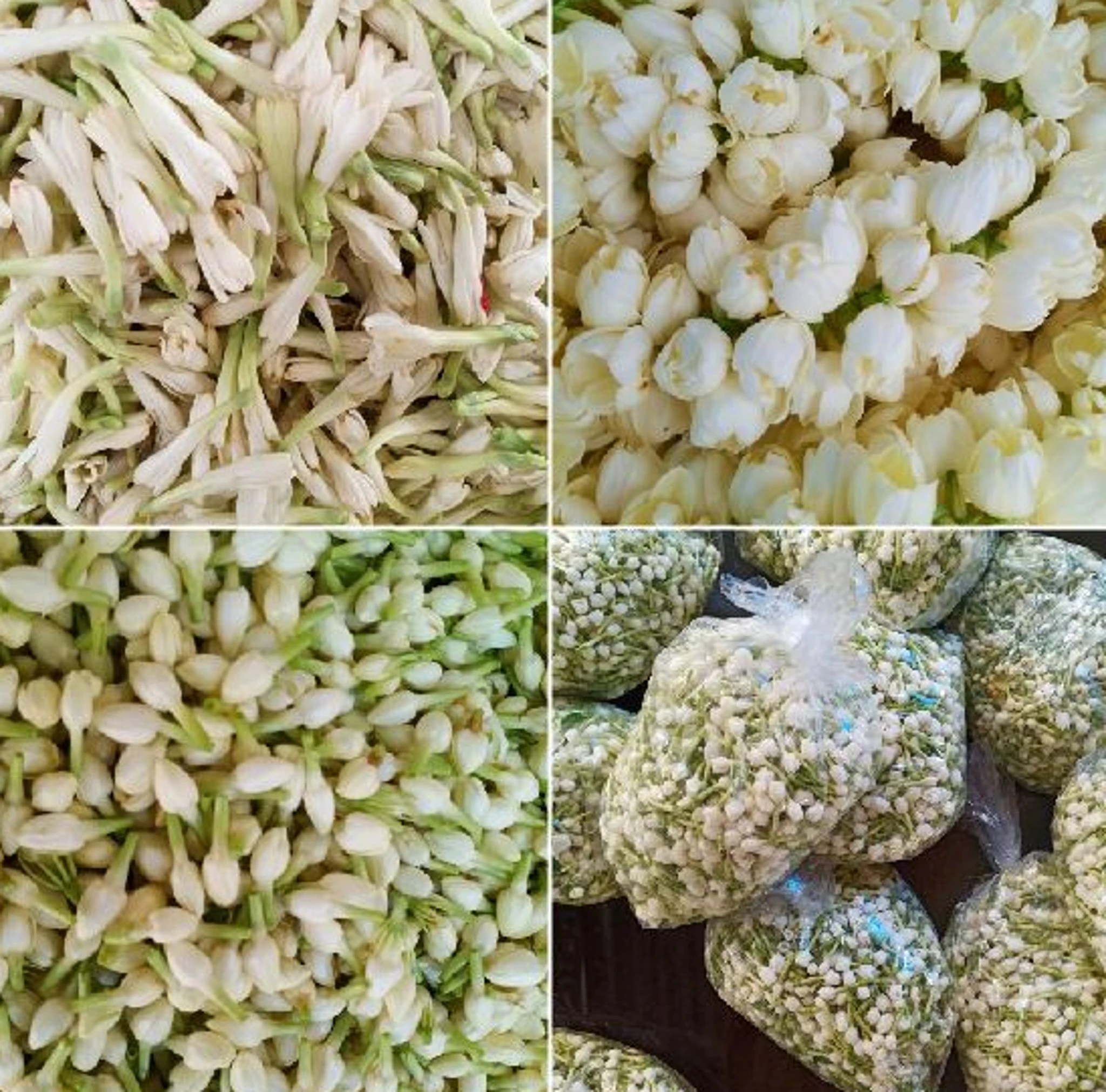 Fresh Jasmine Flowers Buy Jasmine Flower Indian Wedding Decor Jasmine