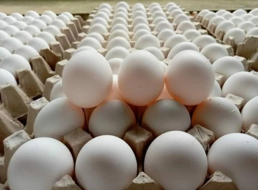 Organic Fresh Chicken Table Eggs & Fertilized Hatching Eggs/fresh