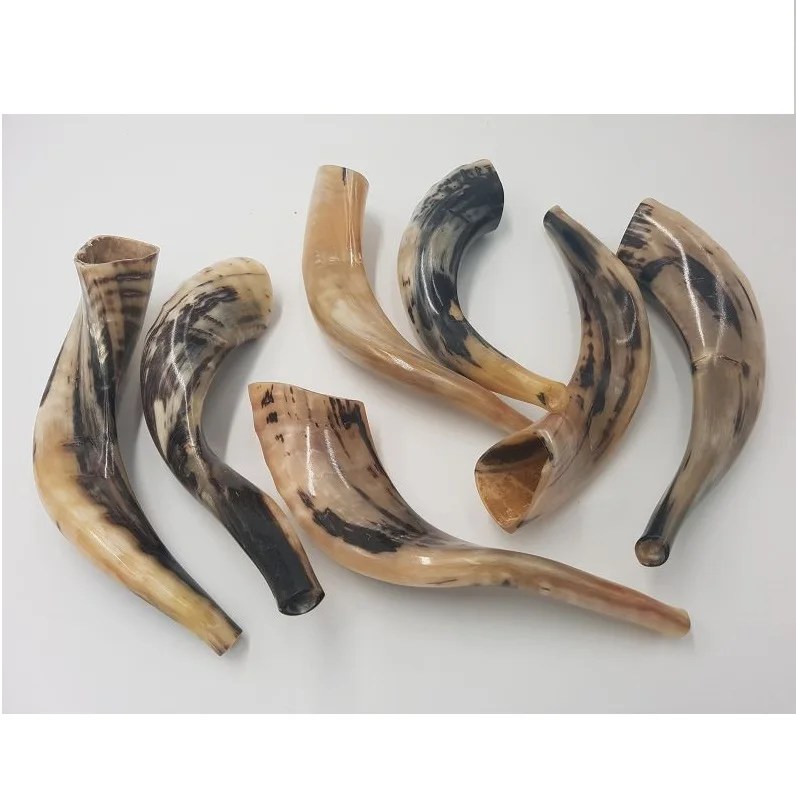 Horn Ram Shofar Horn For Jewish Religious Purposes Best Quality Ram