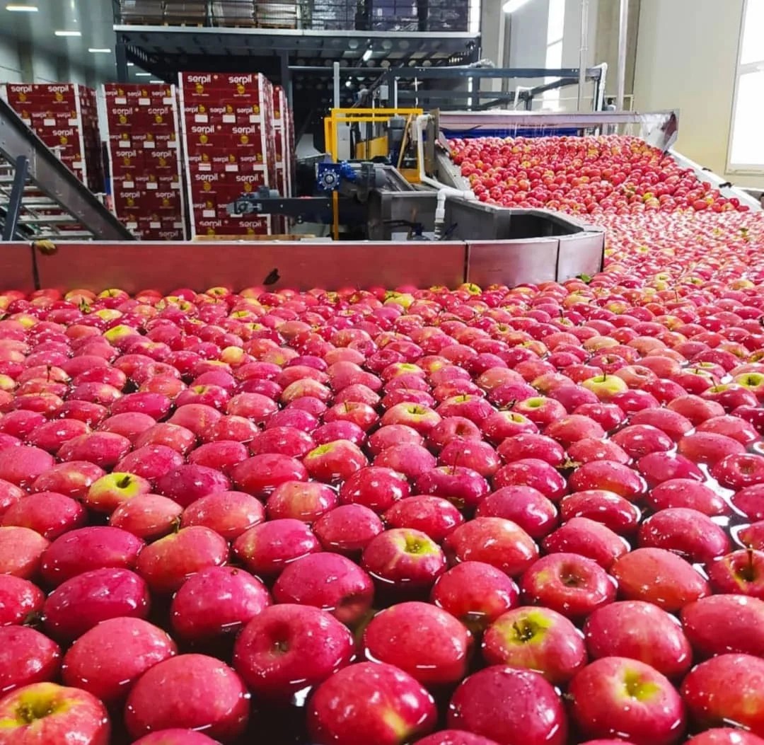 Fresh Royal Gala Apples From Fresh Fruits Farms Buy Sweet Fresh Royal Gala Apple Fresh Fuji